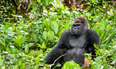 WWF Turizm krizinin sonuçları konusunda uyardı