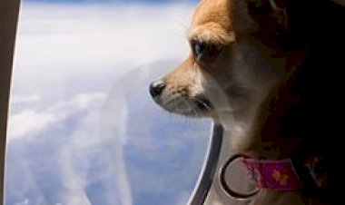 Alaska Havayollarından duygusal destek, hayvanlara hayır diyor